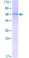 Human DOCK2 Protein (Recombinant GST)