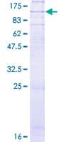 Human ADGRE1 / EMR1 Protein (Recombinant GST)