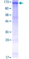 Human EPHB3 / EPH Receptor B3 Protein (Recombinant GST)