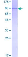 Human SYN / FYN Protein (Recombinant GST)
