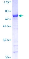 Human GAP43 Protein (Recombinant GST)