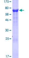 Human GDF2 / BMP9 Protein (Recombinant GST)