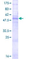 Human GJB1 / CX32 / Connexin 32 Protein (Recombinant GST)