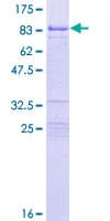 Human GRB10 Protein (Recombinant GST)