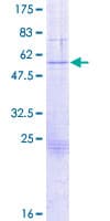 Human GZMB / Granzyme B Protein (Recombinant GST)