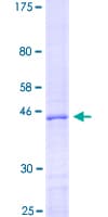 Human MBP / Myelin Basic Protein (Recombinant GST)