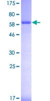 Human MCM7 Protein (Recombinant GST)