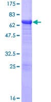 Human NFKBIB / IKB Beta / IKBB Protein (Recombinant GST)