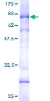 Human AP4M1 Protein (Recombinant GST)