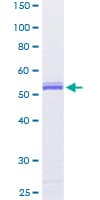 Human Securin / PTTG1 Protein (Recombinant GST)