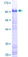Human KLF4 Protein (Recombinant GST)