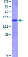 Human TANK Protein (Recombinant GST)