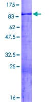 Human WASF3 Protein (Recombinant GST)