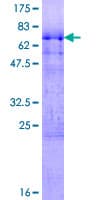 Human SR Protein / RNPS1 (Recombinant GST)