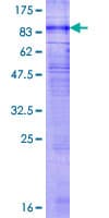 Human GPR176 Protein (Recombinant GST)