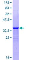 Human VPS8 Protein (Recombinant GST)
