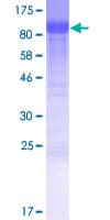Human CNNM1 Protein (Recombinant GST)