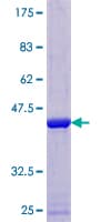 Human IL36B Protein (Recombinant GST)