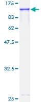 Human EEF2K Protein (Recombinant GST)
