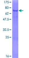 Human ACP6 Protein (Recombinant GST)