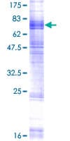 Human SLC15A3 Protein (Recombinant GST)