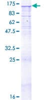 Human TLR8 Protein (Recombinant GST)