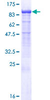 Human PCDHB7 Protein (Recombinant GST)