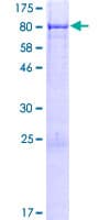 Human TMC7 Protein (Recombinant GST)