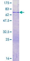 Human PTGES2 Protein (Recombinant GST)