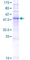Human OR4C15 Protein (Recombinant GST)