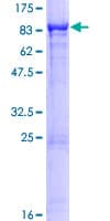 Human DOCK7 Protein (Recombinant GST)