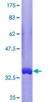 Human RAB42 Protein (Recombinant GST)