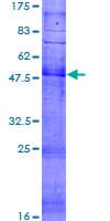 Human OR1M1 Protein (Recombinant GST)