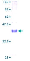 Human NRG4 Protein (Recombinant GST)