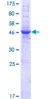 Human RASGEF1B Protein (Recombinant GST)