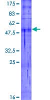 Human OR5R1 Protein (Recombinant GST)