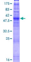 Human OR10S1 Protein (Recombinant GST)