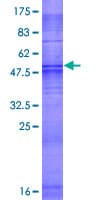 Human OR1S2 Protein (Recombinant GST)