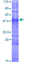 Human OR10AG1 Protein (Recombinant GST)