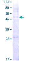 Human DHRS4L2 Protein (Recombinant GST)
