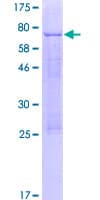 Human TFAP2E Protein (Recombinant GST)