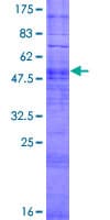 Human OR52E8 Protein (Recombinant GST)