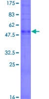 Human OR6C76 Protein (Recombinant GST)