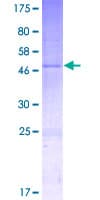 Human C8orf82 Protein (Recombinant GST)