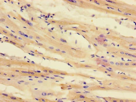 TTI1 Antibody