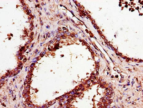 Polyclonal Rabbit anti-Human SMS / Spermine Synthase Antibody (IHC, IF)
