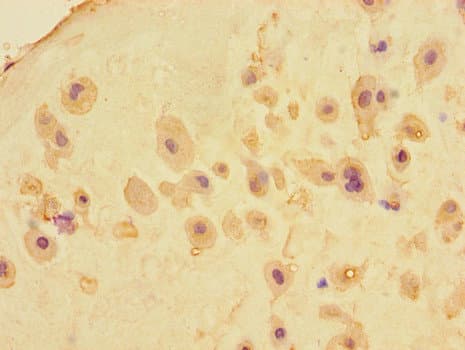 MEIKIN Antibody