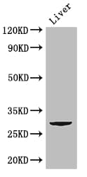 Polyclonal Rabbit anti-Human CD151 Antibody (IF, WB)
