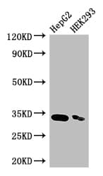 Polyclonal Rabbit anti-Human CRKL Antibody (IF, WB)
