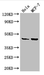 Polyclonal Rabbit anti-Human MAP2K4 / MKK4 Antibody (IF, WB)
